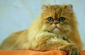 金吉拉貓腸胃不好怎么辦 金吉拉貓腸胃不好治療方法