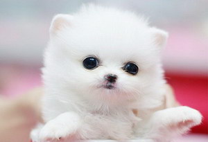 茶杯犬怎么養(yǎng) 茶杯犬飼養(yǎng)方法及注意事項(xiàng)