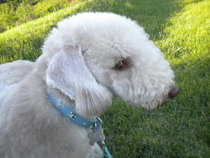 貝靈頓梗細小病毒癥狀及治療方法