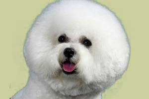 比熊犬怎么訓練大小便