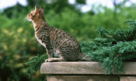 奧西貓子宮蓄膿怎么治療 子宮蓄膿診斷與治療方法