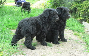 波蘭德斯布比野犬耳螨治療方法