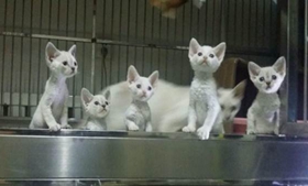 怎么去除德文卷毛貓牙結石 德文卷毛貓牙結石去除方法