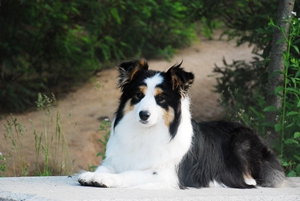 邊境牧羊犬如何訓練大小便