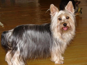 絲毛梗怎么預防中暑 絲毛梗中暑預防方法