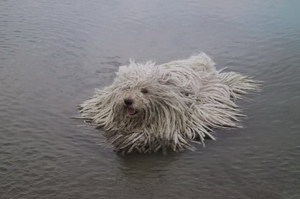 波利犬怎么驅蟲 波利犬驅蟲方法