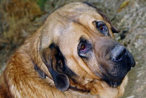 馬士提夫獒犬怎么驅(qū)蟲 馬士提夫獒犬驅(qū)蟲方法