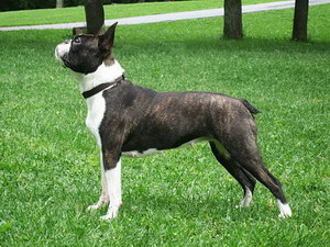 波士頓梗感冒怎么辦 波士頓梗感冒護(hù)理方法