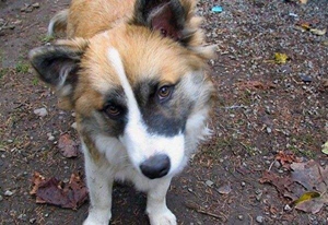 冰島牧羊犬腹瀉怎么辦 冰島牧羊犬腹瀉治療方法