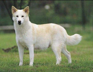 卡南犬怎么驅蟲 卡南犬驅蟲方法