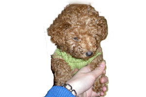 貴賓犬訓練握手用什么方法