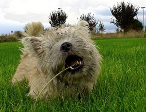 凱恩梗耳朵發炎怎么治療 耳朵發炎治療方法