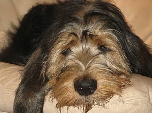 獵水獺犬有寄生蟲怎么處理 奧達獵犬寄生蟲預防方法