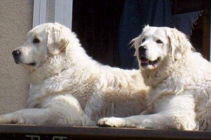 如何讓庫瓦茲犬乖乖吃藥 庫瓦茲犬吃藥方法