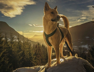 卡南犬發燒怎么辦 卡南犬發燒解決辦法