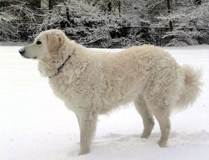 庫瓦茲犬怎么預(yù)防中暑 中暑解決辦法