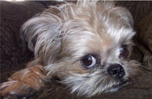 怎么訓(xùn)練布魯塞爾格里芬犬聽話