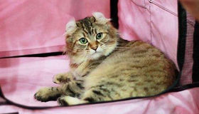 美國卷耳貓傳染性鼻氣管炎怎么治療