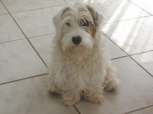 錫利哈姆梗隨行怎么訓練 錫利哈姆梗出門隨行訓練方法