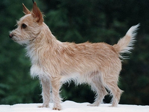 葡萄牙波登可犬發燒怎么辦 葡萄牙波登可犬發燒治療方法