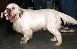 西班牙小獵犬怎么訓(xùn)練 西班牙小獵犬訓(xùn)練方法