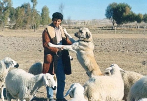 安納托利亞牧羊犬便秘怎么辦 便秘治療方法介紹