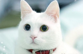 安哥拉貓怎么預防糖尿病 貓咪糖尿病預防方法