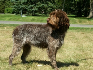 剛毛指示格里芬犬得了狗瘟怎么辦