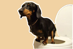 如何訓練狗狗定點大小便