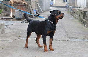 羅威納犬護(hù)主怎么訓(xùn)練 羅威納犬護(hù)主訓(xùn)練技巧