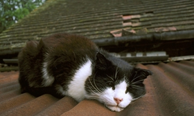 威爾斯貓副傷寒怎么治療 副傷寒防治方法