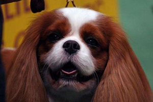 英國玩具獵鷸犬響片訓練是什么