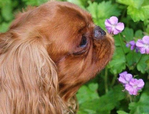 英國玩具獵鷸犬怎么訓練不亂叫