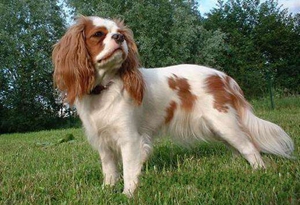 怎么訓練英國玩具獵鷸犬不怕水