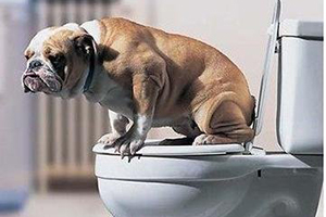 怎樣訓練狗狗大小便