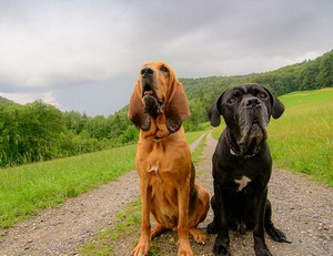 尋血獵犬怎么驅蟲 尋血獵犬驅蟲方法