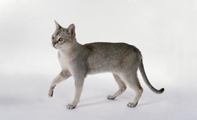 新加坡貓鼠疫有什么癥狀 新加坡貓鼠疫癥狀介紹