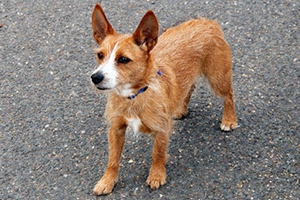 葡萄牙波登可犬嘔吐怎么辦 嘔吐原因及治療方法