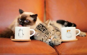 巴厘貓腸炎吃什么藥 巴厘貓腸炎用藥介紹