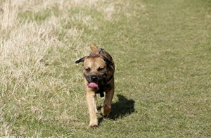 邊境梗發燒怎么辦 邊境梗發燒治療方法