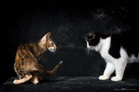 東方短毛貓?jiān)趺粗委熦埼?東方短毛貓貓瘟治療方法