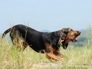 尋血獵犬發燒怎么解決 尋血獵犬發燒處理方案