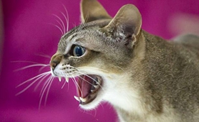 如何判斷新加坡貓健康 是否有傳染病判斷方法