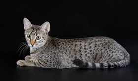 埃及貓視網膜炎原因有哪些 視網膜炎病因介紹