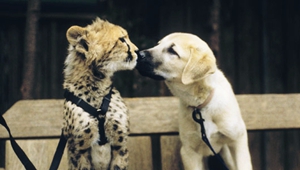 安納托利亞牧羊犬狗瘟能治好嗎