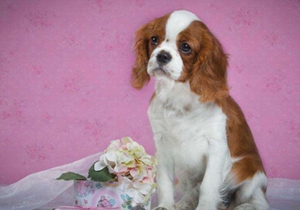 西班牙小獵犬上廁所怎么訓(xùn)練 西班牙小獵犬排泄訓(xùn)練