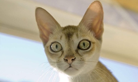 新加坡貓打呼嚕怎么回事 新加坡貓打呼嚕原因介紹