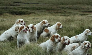 如何訓(xùn)練西班牙小獵犬站立 西班牙小獵犬站立訓(xùn)練