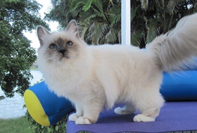 伯曼貓尿道炎吃什么藥 首先需確診