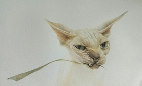 加拿大無毛貓感冒吃什么藥